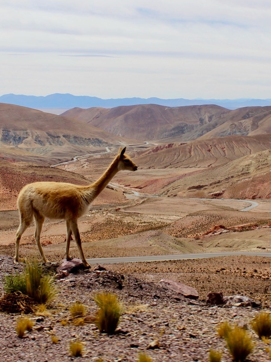 Road Trips in Argentina’s Northwest: 3 Spectacular Drives from&nbsp;Salta