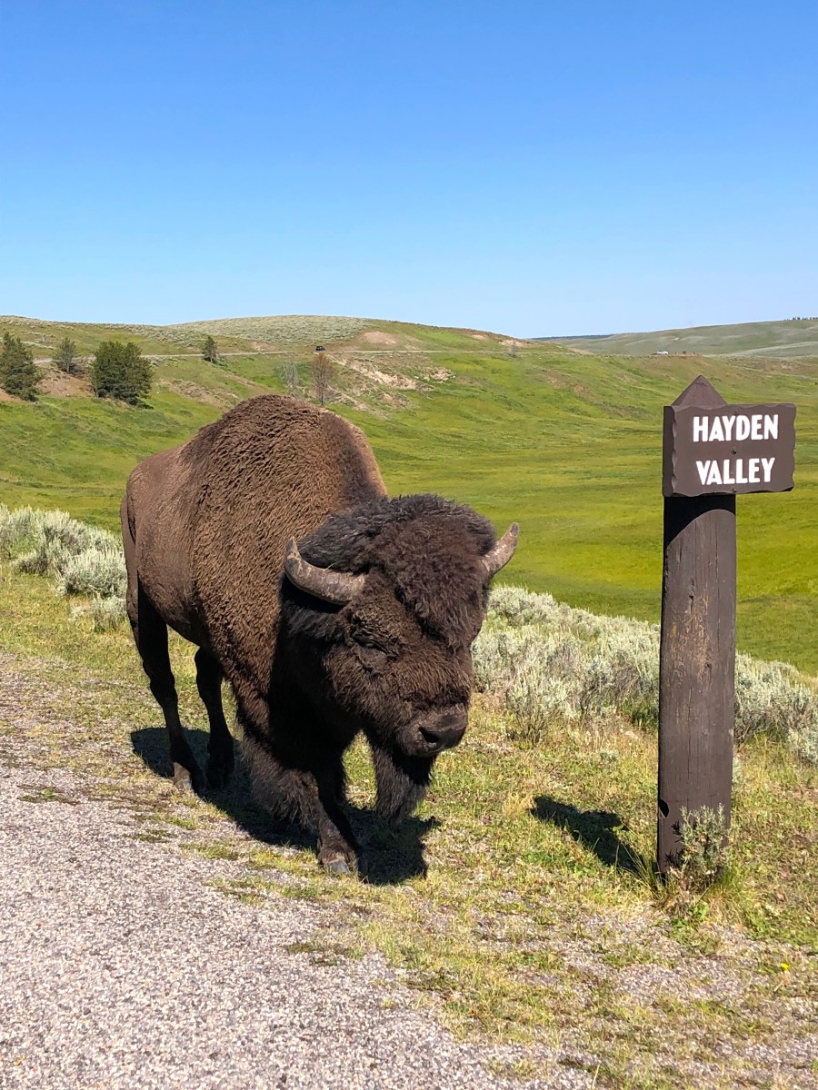 RV Road Trip from Denver to Seattle: 3-Day Itinerary in Grand Teton &&nbsp;Yellowstone