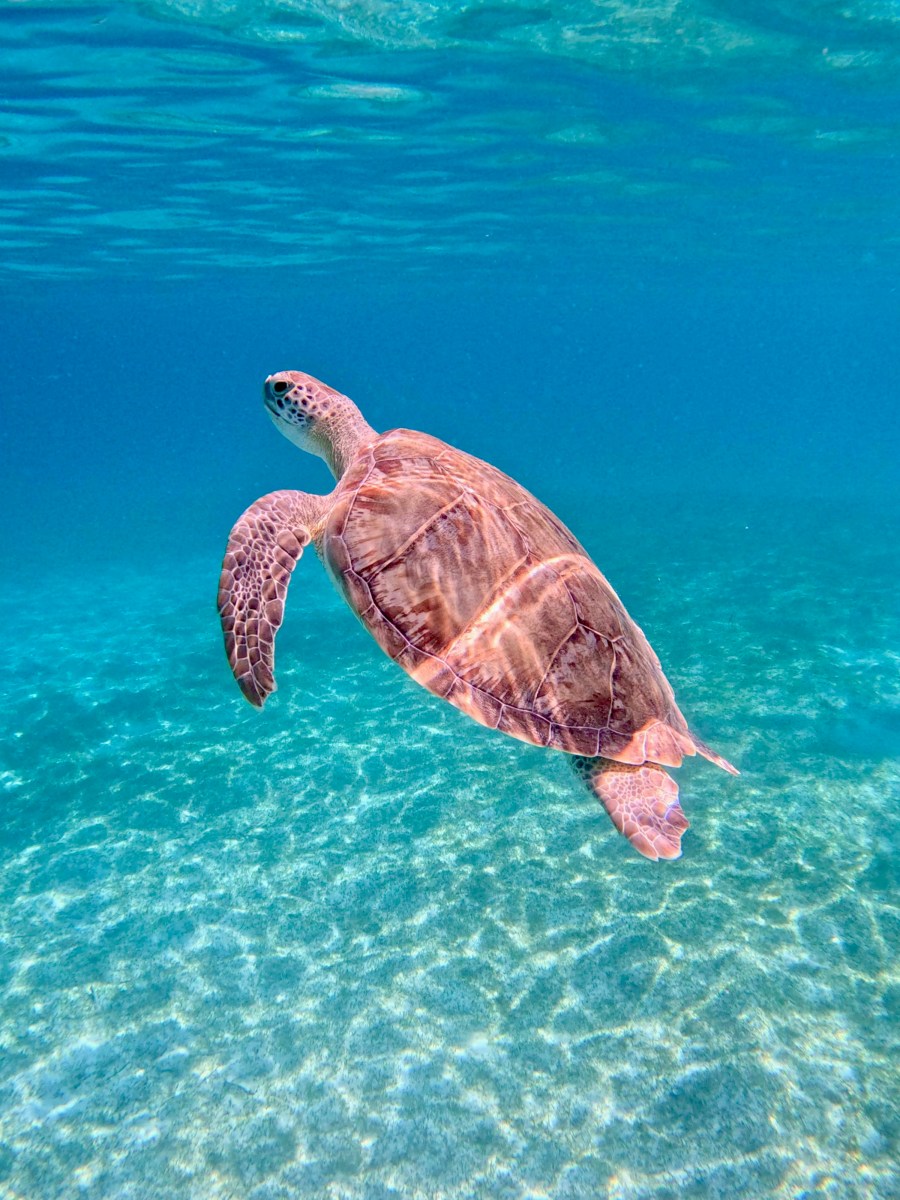 The A in ABC Islands: Travel Guide to Aruba, One Happy&nbsp;Island